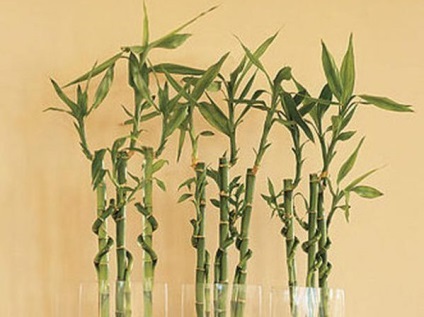 Bambusz otthoni ültetés, reprodukció, gondozás