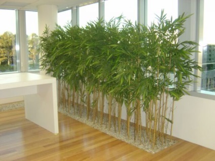 Bambusz otthoni ültetés, reprodukció, gondozás
