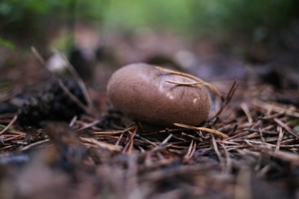 Albul în oraș