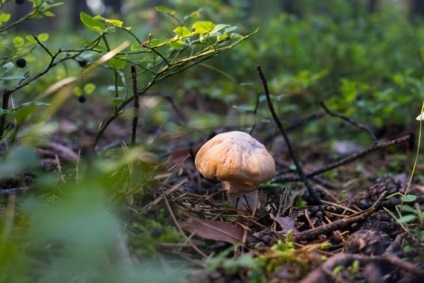 Albul în oraș