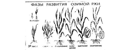 Caracteristici biologice ale produselor agricole de secară - agro-arhivă