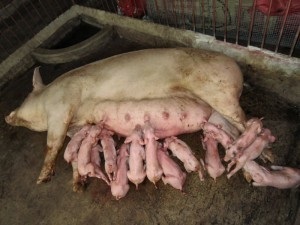 Afaceri în satul de porci de reproducție, ziarul în Harkov