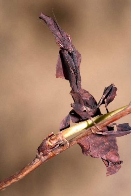 Mantis fantoma - caracteristici ale habitatului în natură și în captivitate