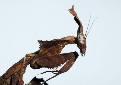 Mantis fantoma - caracteristici ale habitatului în natură și în captivitate