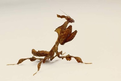 Mantis fantoma - caracteristici ale habitatului în natură și în captivitate