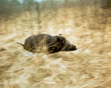 Mare vânătoare de mistreț