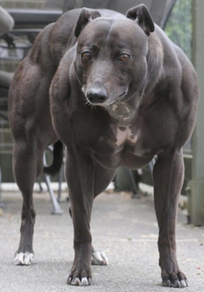 Big wendy (mare Wendy) - cel mai musculat câine din lume - o sursă de bună dispoziție