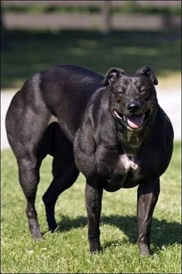 Big wendy (mare Wendy) - cel mai musculat câine din lume - o sursă de bună dispoziție