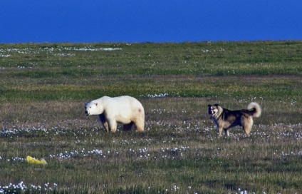 Boatswain împotriva ursilor polari