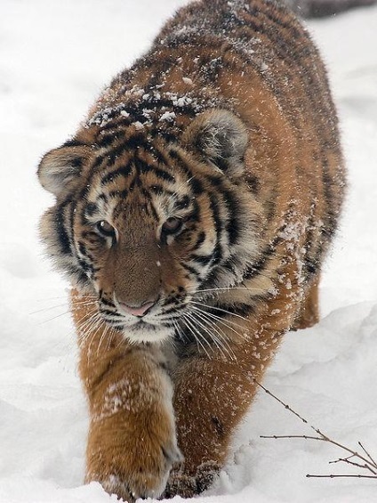 Tigrul din nord este tigrul Amur sau Ussuri