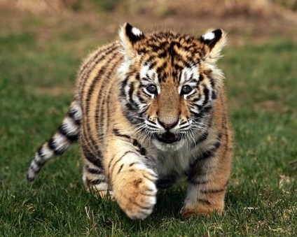 Az északi tigris az Amur vagy az Ussuri tigris