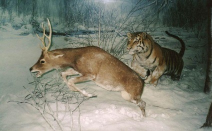 Az északi tigris az Amur vagy az Ussuri tigris