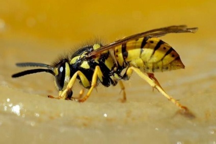 Ce să faci dacă muști o viespe cu o muscatura de o viespe, albine, coarne - viata mea