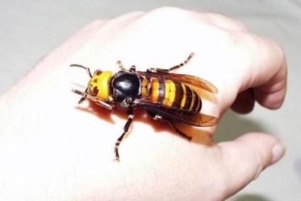 Ce să faci dacă muști o viespe cu o muscatura de o viespe, albine, coarne - viata mea