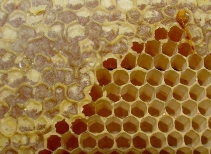 Ce este important să știți despre albina de albine