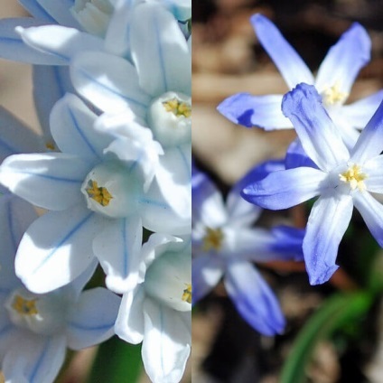 Flori de Pushkin fotografie, varietate, cultivare din semințe și bulbi