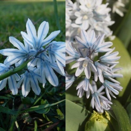 Virágok Puskin fotó, fajta, termesztés a magok és izzók
