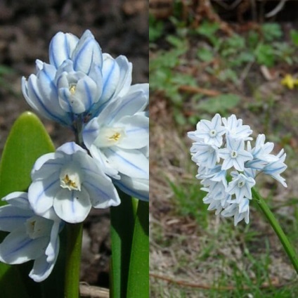 Flori de Pushkin fotografie, varietate, cultivare din semințe și bulbi