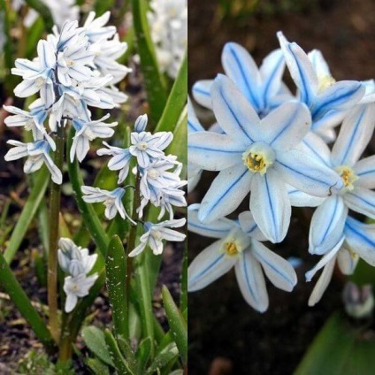 Flori de Pushkin fotografie, varietate, cultivare din semințe și bulbi