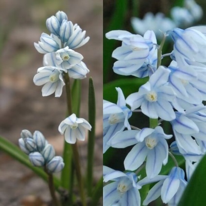 Flori de Pushkin fotografie, varietate, cultivare din semințe și bulbi