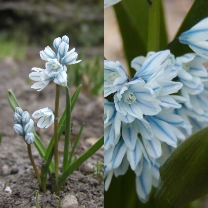 Flori de Pushkin fotografie, varietate, cultivare din semințe și bulbi