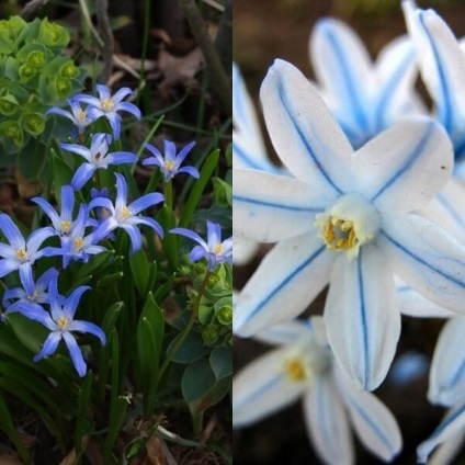 Flori de Pushkin fotografie, varietate, cultivare din semințe și bulbi