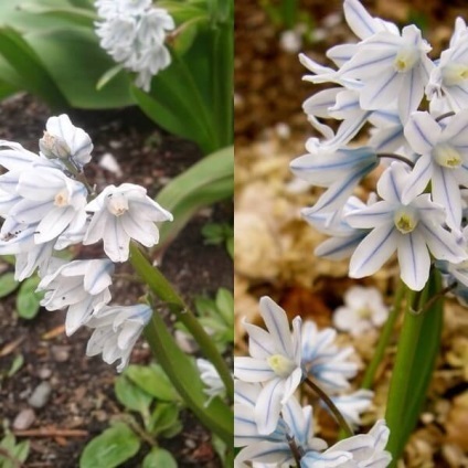 Flori de Pushkin fotografie, varietate, cultivare din semințe și bulbi