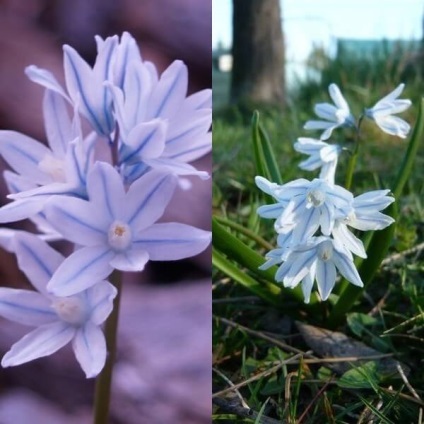 Flori de Pushkin fotografie, varietate, cultivare din semințe și bulbi