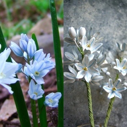 Flori de Pushkin fotografie, varietate, cultivare din semințe și bulbi