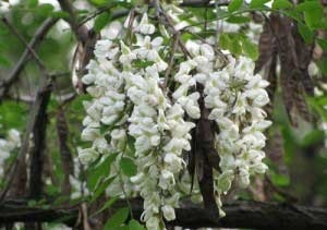 Acacia flori proprietăți medicale și contraindicații pentru utilizare