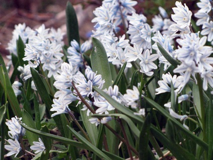 Pushkin flori - plantarea și îngrijirea pe teren deschis, fotografii de Pushkinia, specii și soiuri de tun