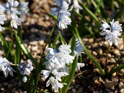 Pushkin flori - plantarea și îngrijirea pe teren deschis, fotografii de Pushkinia, specii și soiuri de tun