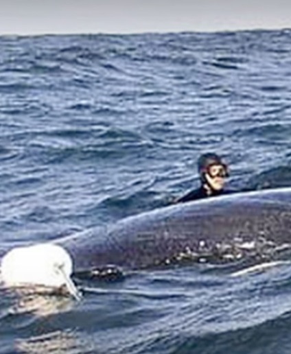 Diver a salvat viața balenelor