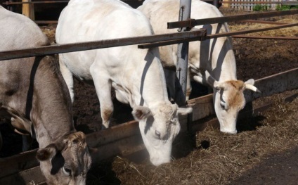 Portalul satului - cum am mers la plantele de reproducere