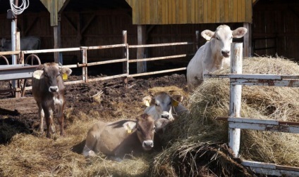 Portalul satului - cum am mers la plantele de reproducere