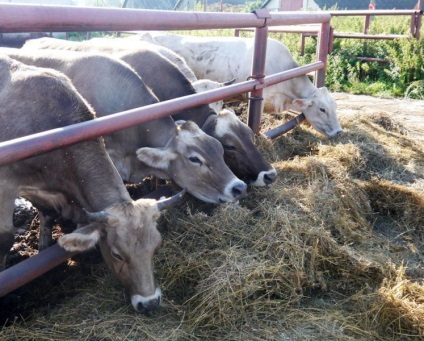 Portalul satului - cum am mers la plantele de reproducere