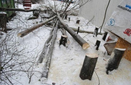 Copacii sunt tăiați, arborii zboară