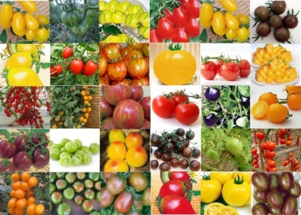 Determinant roșii - îngrijire, soiuri, fertilizare, germeni