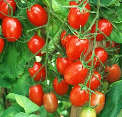 Determinant roșii - îngrijire, soiuri, fertilizare, germeni