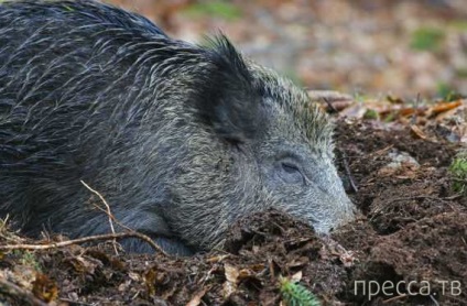 Porcul sălbatic a băut 18 cutii de bere și a luptat cu o vacă (2 fotografii)