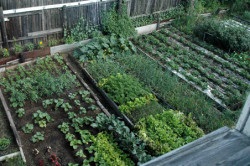 Proiectarea unei grădini și a unei grădini de bucătărie