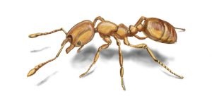 House hangyák hogyan lehet megszabadulni a hangyák a lakásban