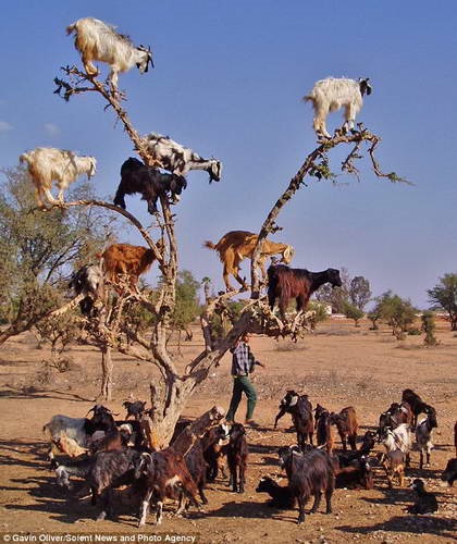 Caprele rele din Maroc, de ce nouă capre au urcat pe un copac