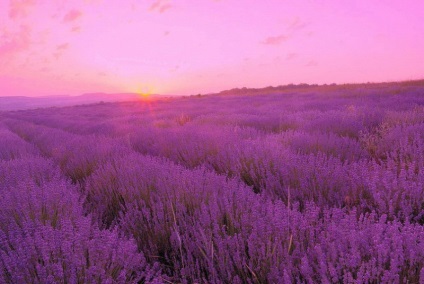 Ulei de esență botanika - lavanda - recenzii, fotografii și preț