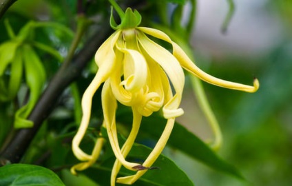 Ulei esențial ylang-ylang - proprietăți, recenzii, prețuri și utilizări pentru facială, păr, piele de unghii