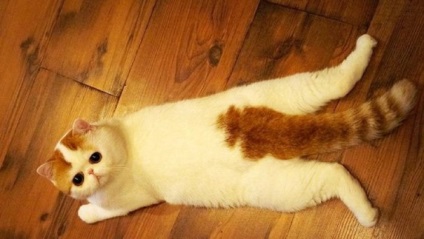 Exotikus rövidszőrű macska leírása a fajta fotóval