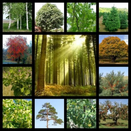 A fák energiája - növények - a kert növényei