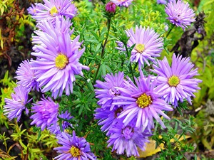 Enciclopedia de plante aster