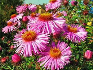 Enciclopedia de plante aster