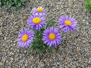 Enciclopedia de plante aster